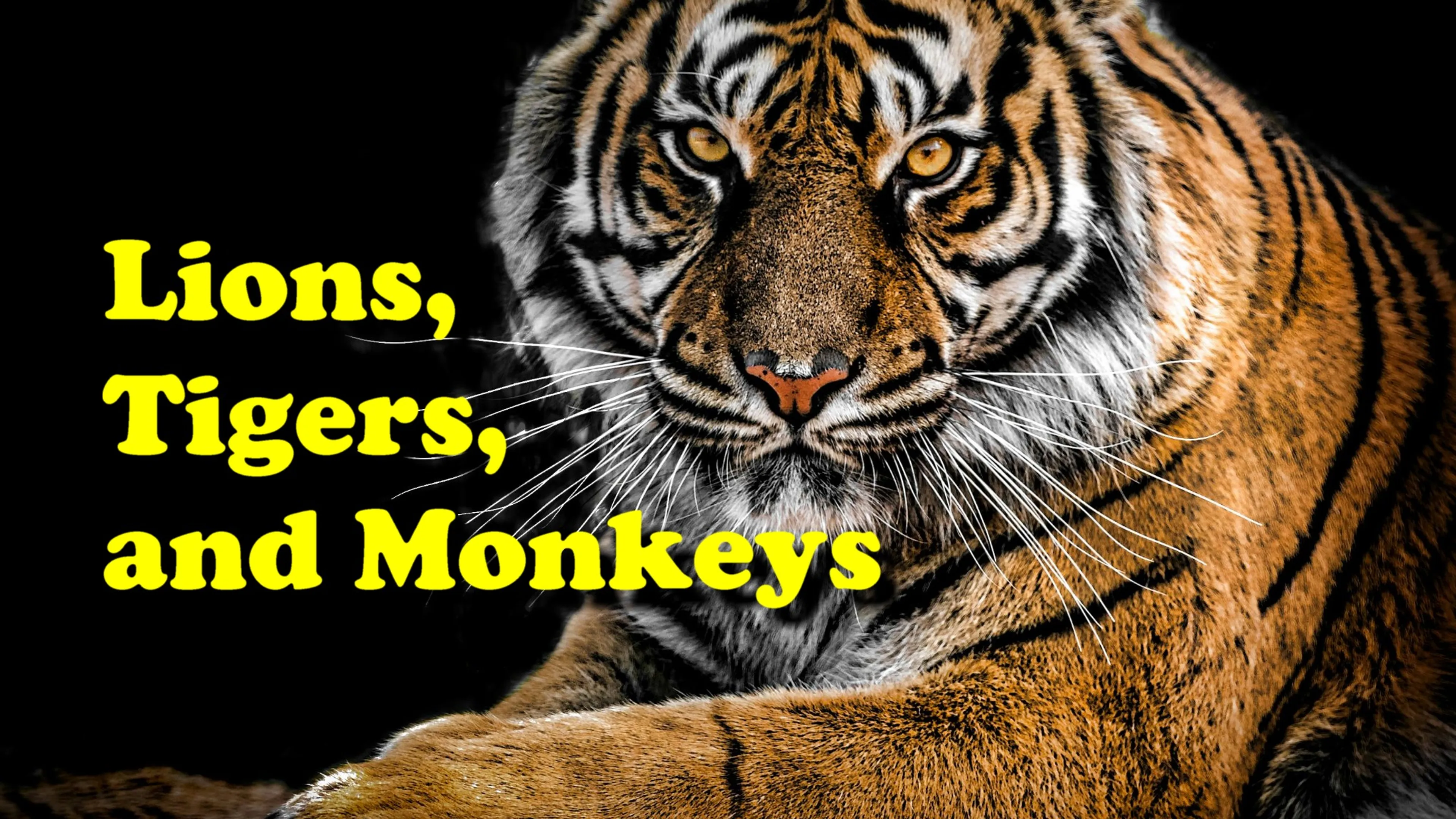 Lions, Tigers, and Monkeys poster